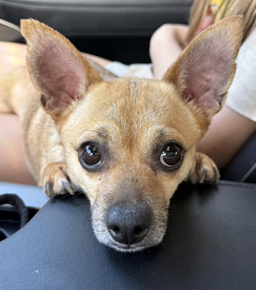 MR. BOB, an adoptable Chihuahua in Franklin, TN