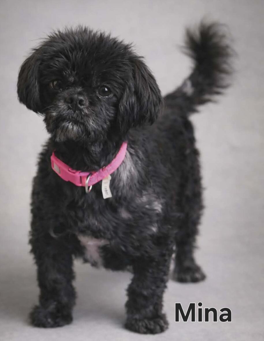 Shih Tzu