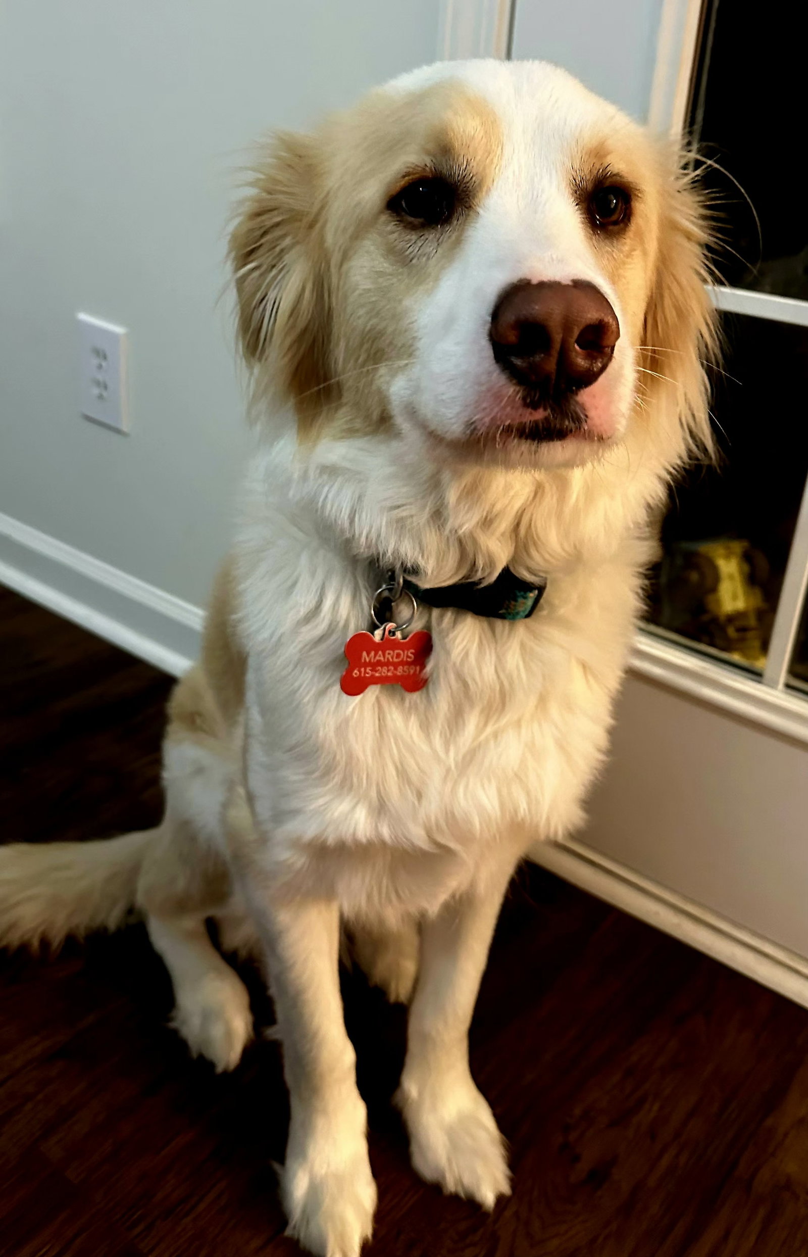 Australian Shepherd