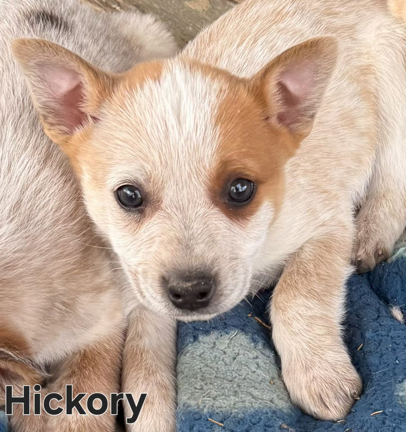 Puppy Hickory
