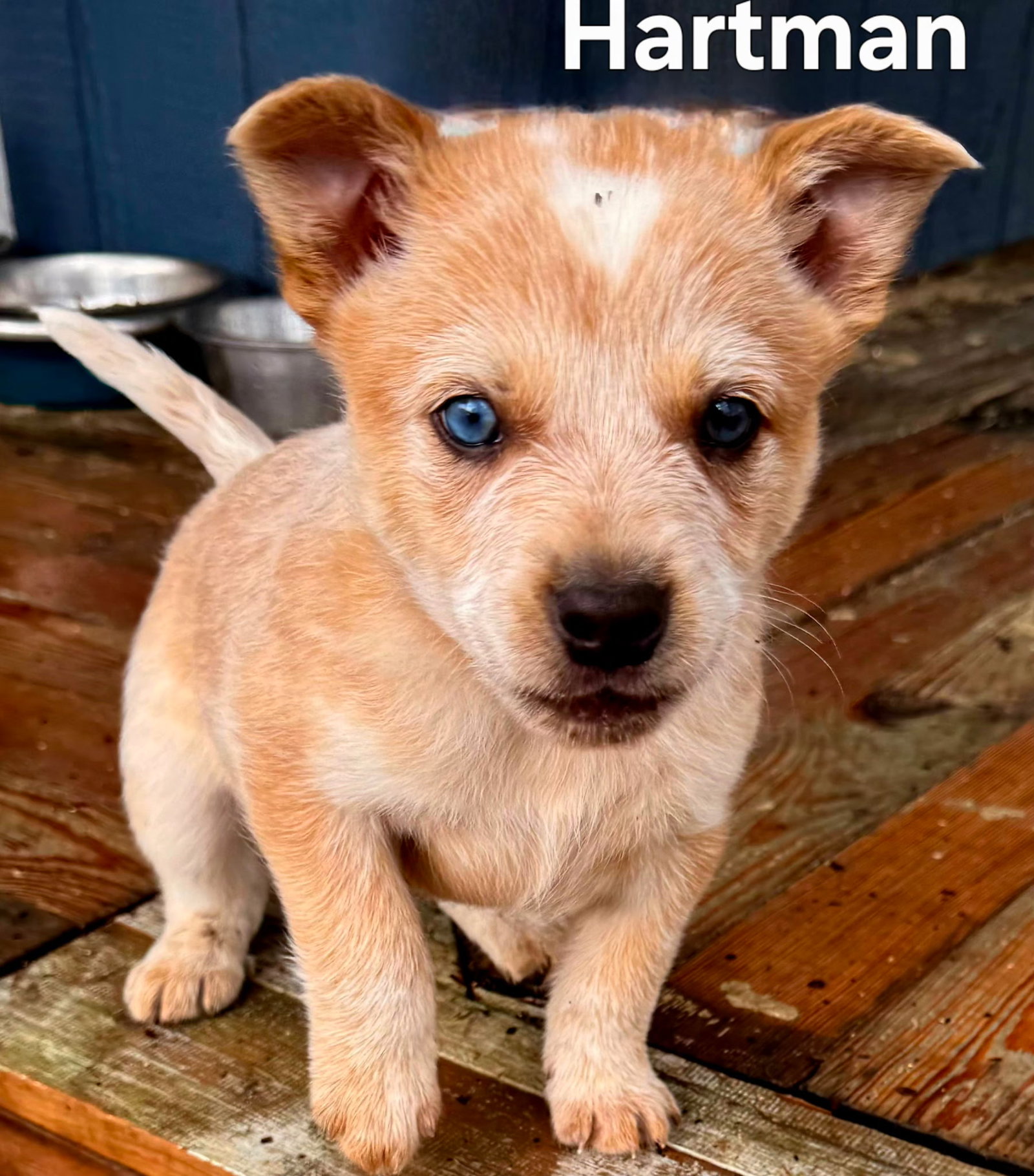 Puppy Hartman