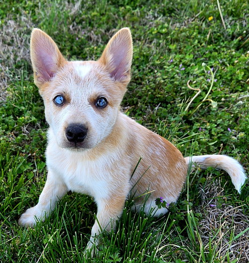 PUPPY HARTMAN, an adoptable Red Heeler in Franklin, TN