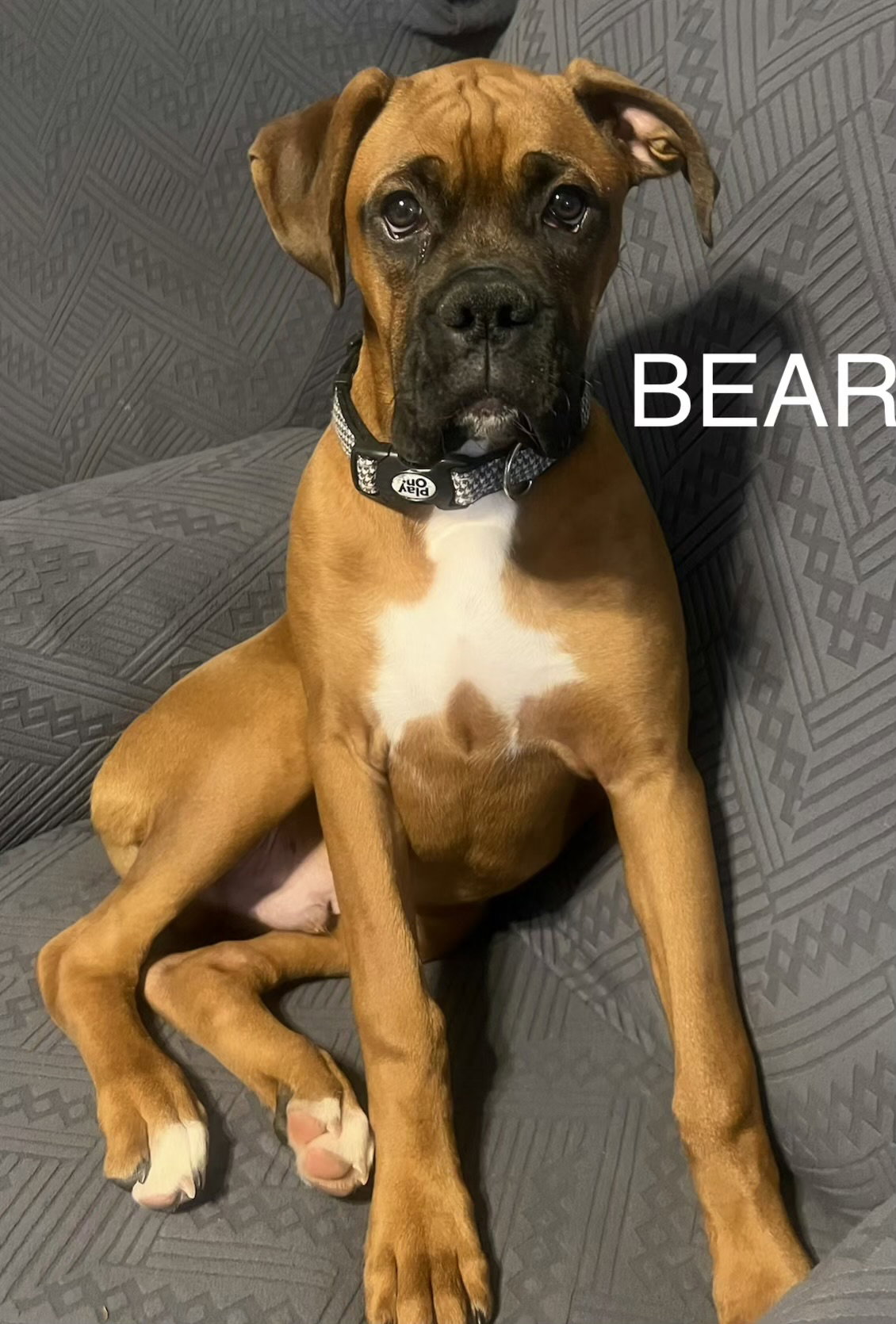 Bear