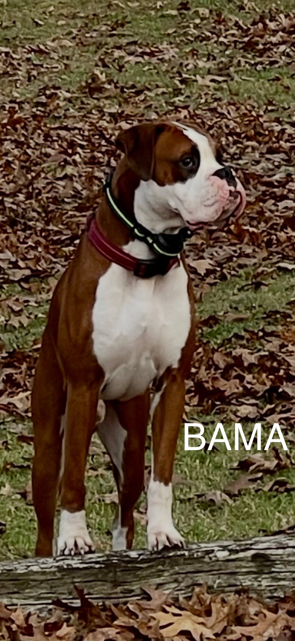 Boxer