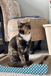 KITTEN ROXY, an adoptable Tortoiseshell in Franklin, TN