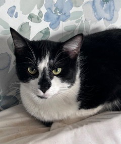KITTEN OZZY Image