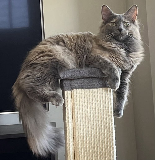CLEO, an adoptable Tortoiseshell in Franklin, TN