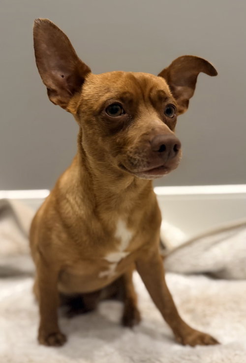 JOHN WAYNE, an adoptable Chihuahua in Franklin, TN