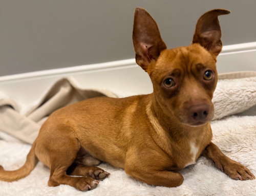 JOHN WAYNE IS 13 LBS. OF FUN - Chihuahua / Dachshund available for adoption