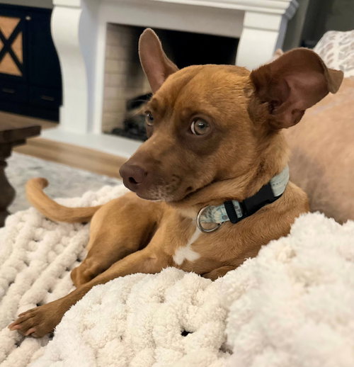 JOHN WAYNE IS 13 LBS. OF FUN - Chihuahua / Dachshund available for adoption