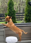 JOHN WAYNE IS 13 LBS. OF FUN - Photo 3