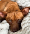 JOHN WAYNE IS 13 LBS. OF FUN - Photo 4