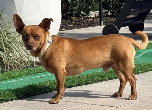 JOHN WAYNE IS 13 LBS. OF FUN, an adoptable Chihuahua in Franklin, TN