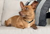 JOHN WAYNE IS 13 LBS. OF FUN - Photo 4