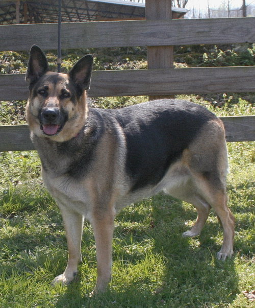 ALEXIS, an adoptable German Shepherd Dog in Franklin, TN