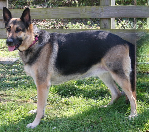 ALEXIS, an adoptable German Shepherd Dog in Franklin, TN