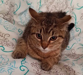KITTEN LILAC, an adoptable Domestic Short Hair in Franklin, TN