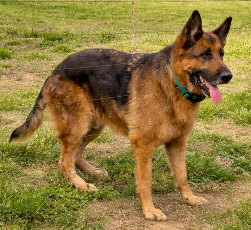 THOR, an adoptable German Shepherd Dog in Franklin, TN