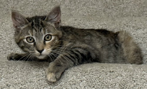 KITTEN MONNA, an adoptable Tabby in Franklin, TN