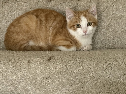KITTEN RUSTY, Baby Domestic Short Hair / Mixed, cat for adoption in Brentwood, Tennessee