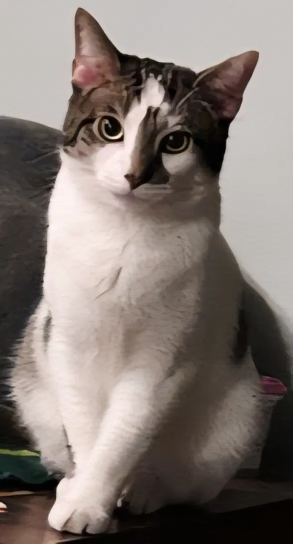 Goose - Domestic Short Hair