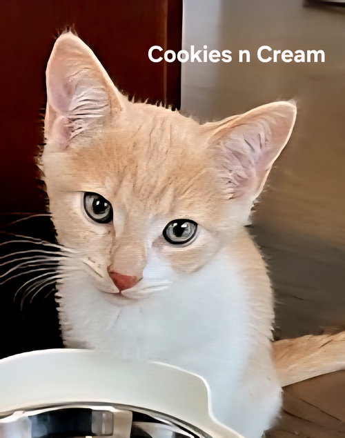 KITTEN COOKIES AND CREAM, an adoptable Domestic Short Hair in Franklin, TN
