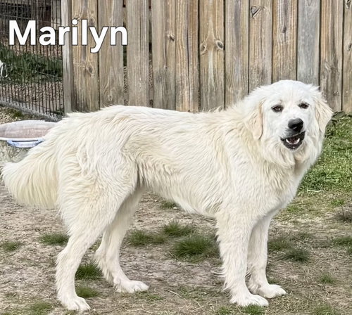 MARILYN, an adoptable Great Pyrenees in Franklin, TN