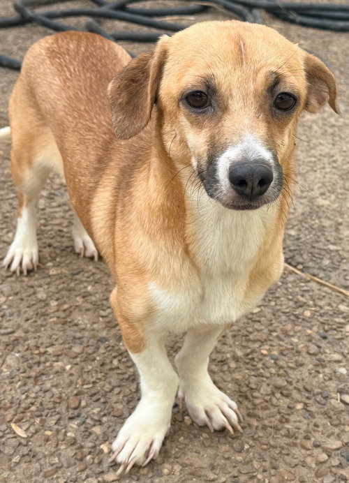 NAOMI, an adoptable Dachshund in Franklin, TN