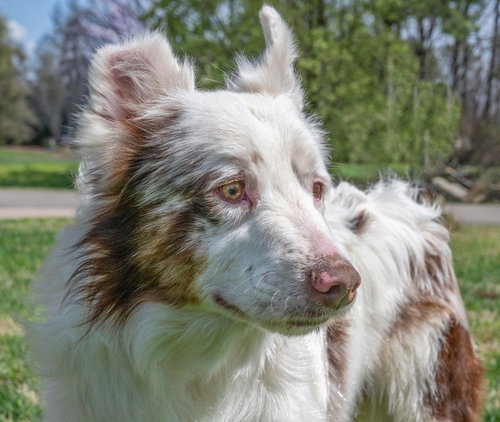 KENNY, an adoptable Australian Shepherd in Franklin, TN