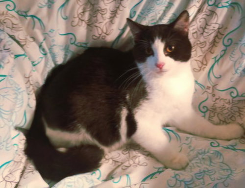KITTEN JACK, Young Domestic Short Hair / Mixed, cat for adoption in Brentwood, Tennessee