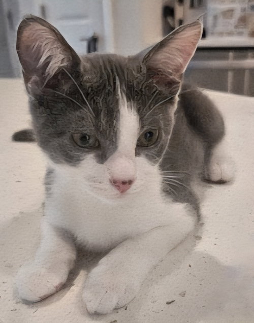 KITTEN JAZZY BOY, an adoptable Domestic Short Hair in Franklin, TN