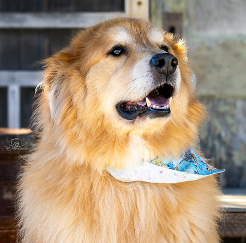 GOLDEN BARON, an adoptable Great Pyrenees in Franklin, TN