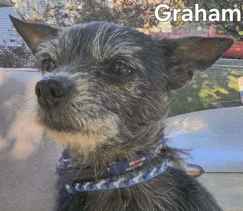 GRAHAM, an adoptable Yorkshire Terrier Yorkie in Franklin, TN