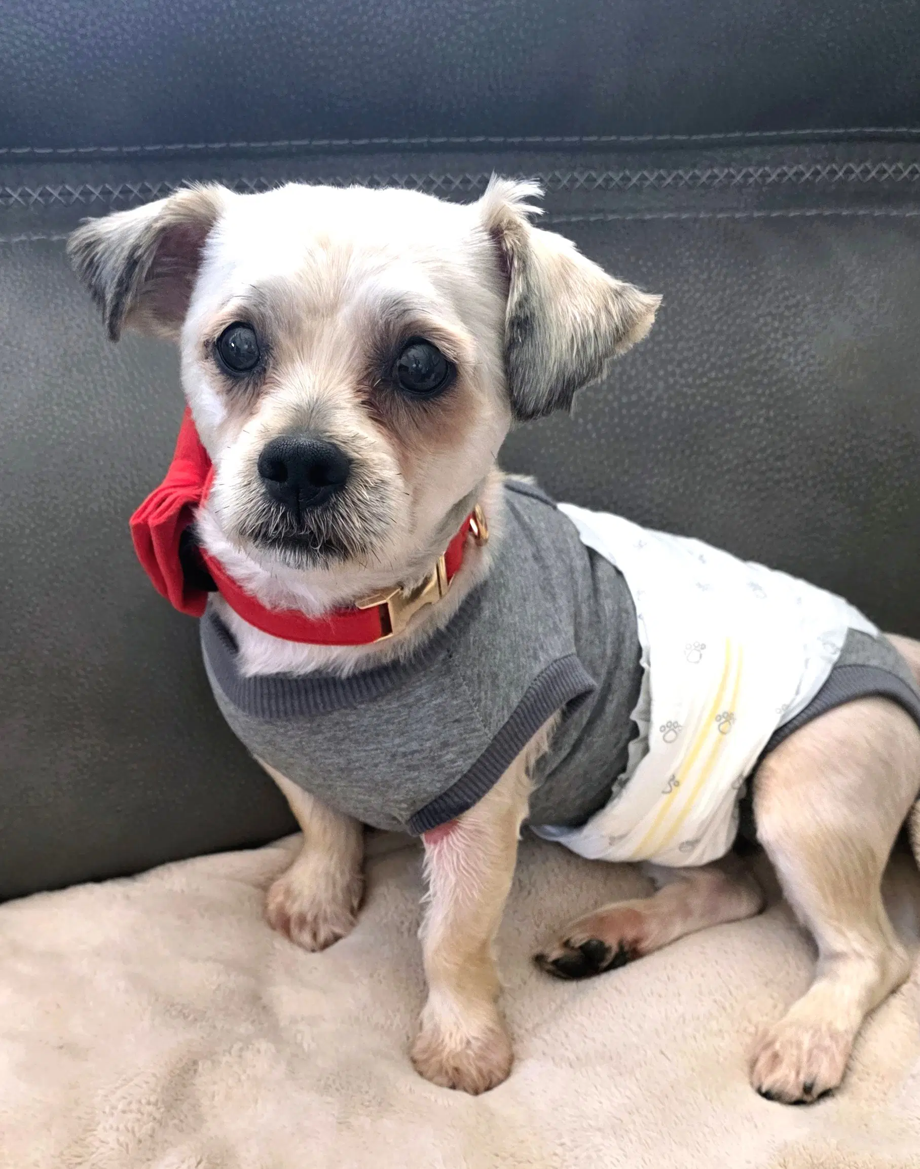 Shih Tzu Ace - Shih Tzu