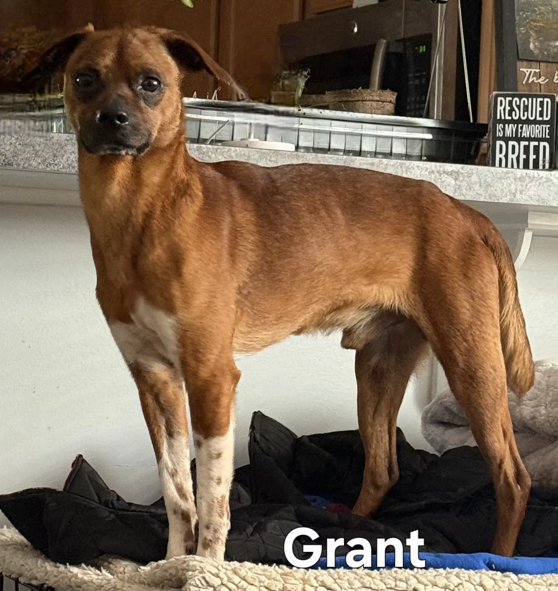 Grant image 3