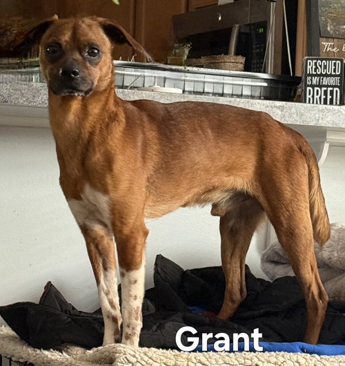 GRANT photo 3