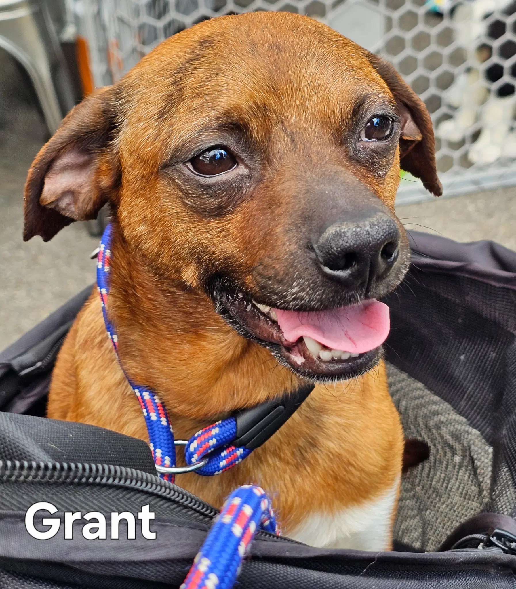 Grant - Chihuahua