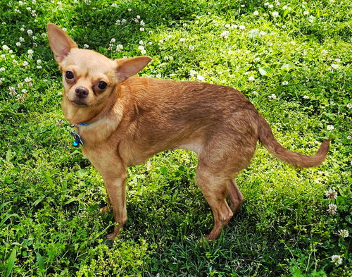 GISELLE, an adoptable Chihuahua in Franklin, TN