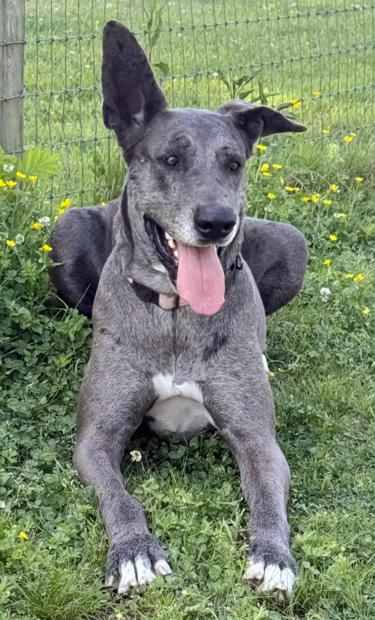 Roo image 2