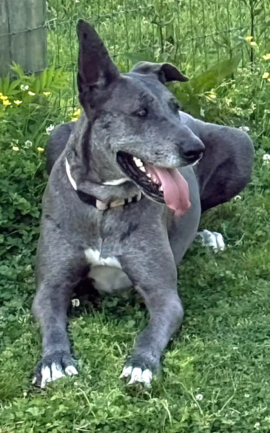 Roo image 3