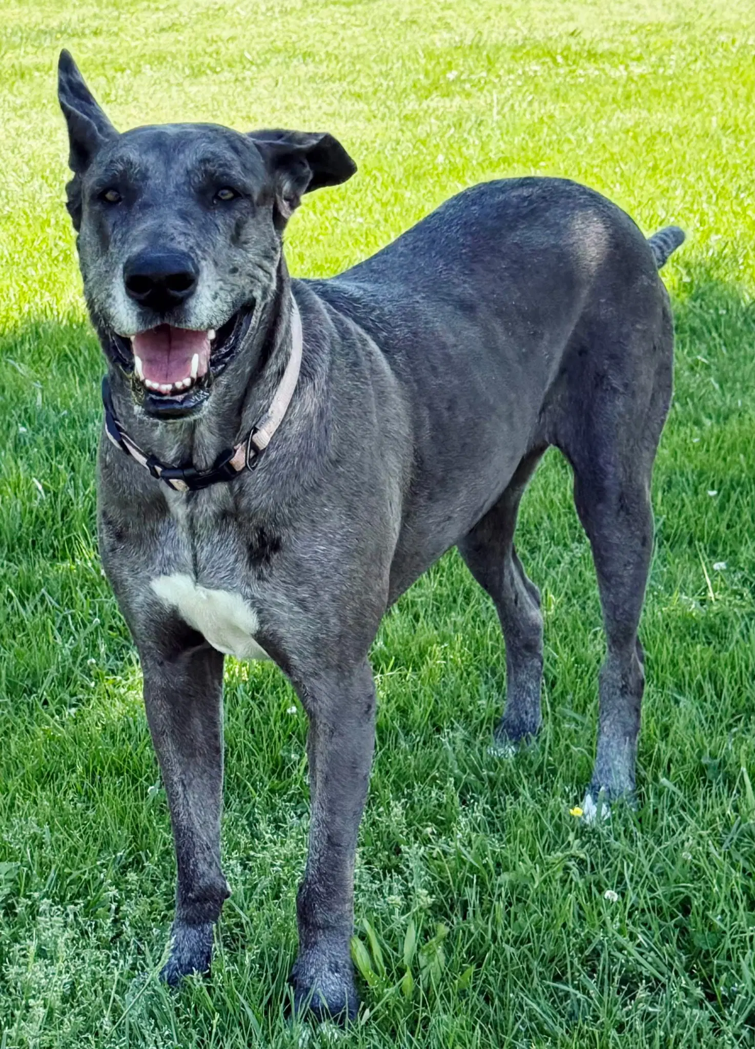 Roo - Great Dane