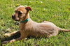 PUPPY EVANGELINE - Photo 2