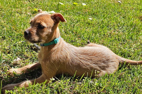 PUPPY EVANGELINE - Chihuahua available for adoption