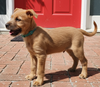 PUPPY EVANGELINE - Photo 3