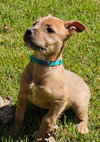 PUPPY EVANGELINE - Photo 4