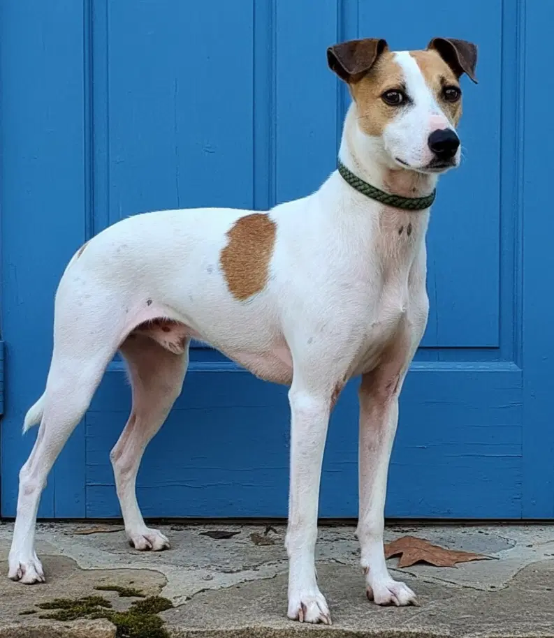Benjamin - JRT mix