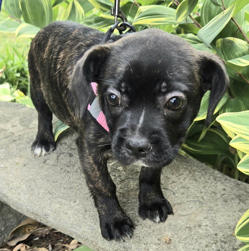 PUPPY GIDGET, an adoptable Boston Terrier in Franklin, TN