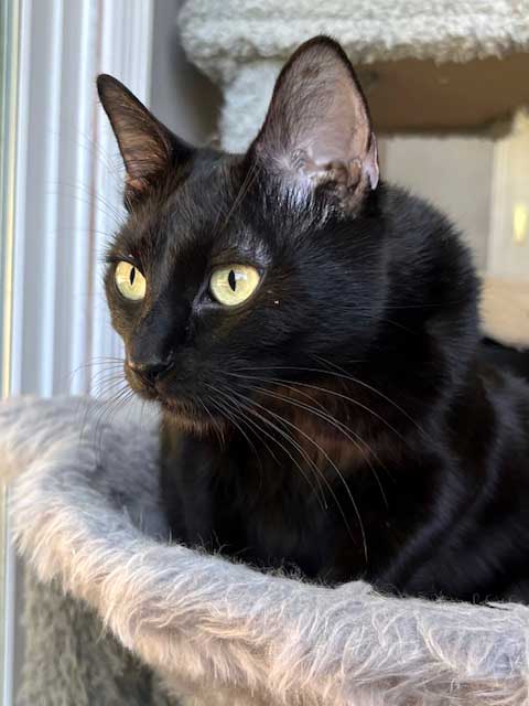 MISS LITTLE LOVE, Adult Domestic Short Hair, cat for adoption in Murfreesboro, Tennessee