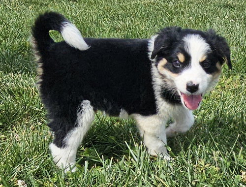 PUPPY WAFFLES, an adoptable Border Collie in Franklin, TN