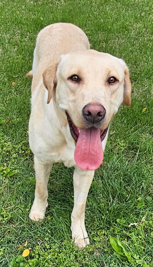 HANK THE TANK, an adoptable Yellow Labrador Retriever in Franklin, TN